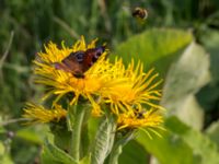 Inula helenium Citadellet, Landskrona, Skåne, Sweden 20150810_0005