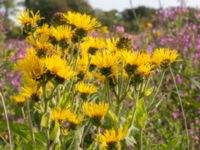 Inula helenium Citadellet, Landskrona, Skåne, Sweden 20150810_0010