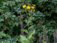 Inula helenium Lokstallarna, Malmö, Skåne, Sweden 20200730_0018