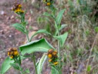 Inula racemosa Möllstorp, Färjestaden, Mörbylånga, Öland, Sweden 20180808_0112