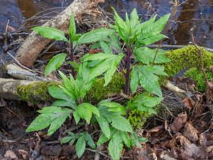 Jacobaea cannabifolia - Hemp-leaved Ragwort - Hampstånds