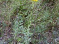 Jacobaea erucifolia ssp. arenaria 2.0 km N Aderbiyevka, Krasnodar, Russia 20160911_0344
