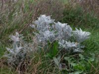 Jacobaea maritima Borgebyhallen, Borgeby, Lomma, Skåne, Sweden 20171015_0054