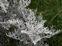 Jacobaea maritima Borgebyhallen, Borgeby, Lomma, Skåne, Sweden 20171015_0055