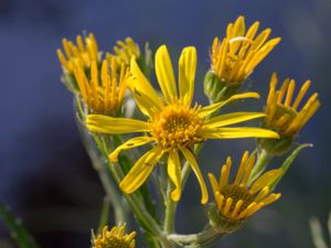 Jacobaea paludosa - Fen Ragwort - Gullstånds