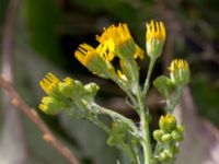 Jacobaea vulgaris Lindängelunds rekreationsområde, Malmö, Skåne, Sweden 20150829_0077