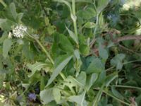 Lactuca macrophylla Ribersborg, Malmö, Skåne, Sweden 20100708016