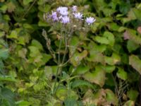 Lactuca macrophylla Svanetorpsvägen, Åkarp, Lomma, Skåne, Sweden 20160625_0034