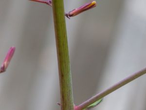 Lactuca muralis - Wall Lettuce - Skogssallat