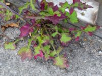 Lactuca muralis Baragatan, Johanneslust, Malmö, Skåne, Sweden 20190909_0043