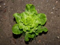 Lactuca sativa Källvattengatan, Malmö, Skåne, Sweden 20181119_0010