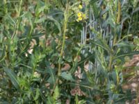 Lactuca serriola Stjärnelundsvägen, Sege, Burlöv, Skåne, Sweden 20160627_0017