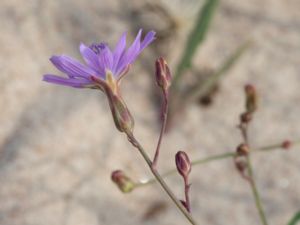 Lactuca tatarica - Blue Lettuce - Sandsallat