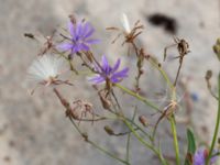 Lactuca tatarica Kesnäsudden, Löttorp, Borgholm, Öland, Sweden 20180809_0016