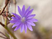 Lactuca tatarica Kesnäsudden, Löttorp, Borgholm, Öland, Sweden 20180809_0021