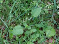 Lapsana communis ssp. communis Pydden, Holmeja, Svedala, Skåne, Sweden 20160617_0133