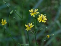 Lapsana communis ssp. communis Pydden, Holmeja, Svedala, Skåne, Sweden 20160617_0134