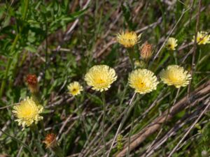 Leontodon crispus - Hairy Hawkbit