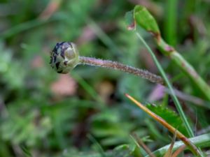 Leptinella squalida - Brass Buttons - Krypkotula