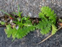 Leptinella squalida Neptunigatan 9, Malmö, Skåne, Sweden 20230711_0090