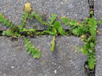 Leptinella squalida - Brass Buttons - Krypkotula