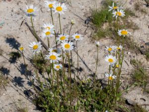 Leucanthemum vulgare - Oxeye Daisy - Prästkrage