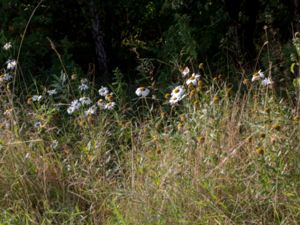 Leucanthemum x superbum - Jätteprästkrage