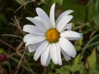 Leucanthemum x superbum 278 m SV Dalby kyrka, Lund, Skåne, Sweden 20150906_0018