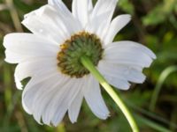 Leucanthemum x superbum 278 m SV Dalby kyrka, Lund, Skåne, Sweden 20150906_0019