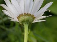 Leucanthemum x superbum Svanetorpsvägen, Åkarp, Lomma, Skåne, Sweden 20160705_0003