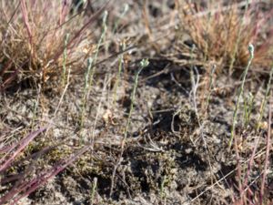 Logfia minima - Small Cudweed - Spenslig ullört