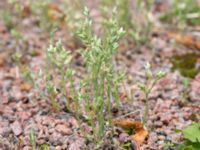 Logfia minima Norra Friluftsstaden, Malmö, Skåne, Sweden 20170702_0004