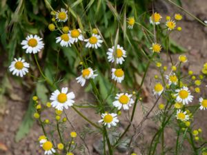 Matricaria chamomilla - Scented Mayweed - Kamomill