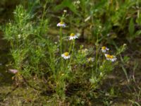 Matricaria chamomilla Husie mosse, Malmö, Skåne, Sweden 20150623_0105