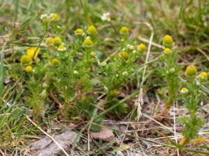 Matricaria suaveolens - Pineappleweed - Gatkamomill