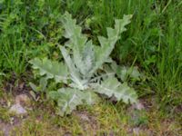 Onopordum acanthium Östra infarten, Färjestaden, Mörbylånga, Öland, Sweden 20190525_0174