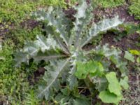 Onopordum acanthium Botaniska trädgården, Lund, Skåne, Sweden 20180816_0014