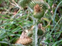 Onopordum acanthium Rönneholmsparken, Malmö, Skåne, Sweden 20190809_0022