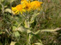 Pentanema britannicum Eskiltorps ängar, Vellinge, Skåne, Sweden 20150803_0039