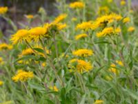 Pentanema britannicum Pildammsparken, Malmö, Skåne, Sweden 20150717_0052