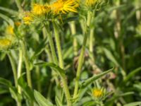 Pentanema britannicum Pildammsparken, Malmö, Skåne, Sweden 20170710_0005