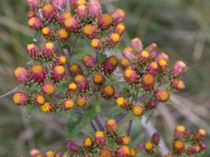 Pentanema conyzae - Ploughman's-spikenard - Brunkrissla