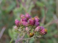 Pentanema conyzae Jordholmen, Mellan-Grevie, Vellinge, Skåne, Sweden 20150828_0016