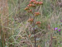 Pentanema conyzae Jordholmen, Mellan-Grevie, Vellinge, Skåne, Sweden 20150828_0023