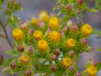 Pentanema conyzae Oljesjön, Norra hamnen, Malmö, Skåne, Sweden 20190721_0038