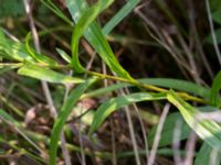 Pentanema salicinum Svanetorpsvägen, Åkarp, Lomma, Skåne, Sweden 20160625_0110