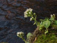 Petasites albus Alunbruket, Andrarum, Tomelilla, Skåne, Sweden 20170401_0065