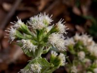 Petasites albus Fylan, Ystad, Skåne, Sweden 20150402_0096