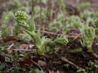 Petasites albus Fylan, Ystad, Skåne, Sweden 20150402_0098