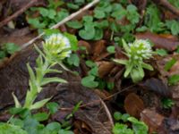 Petasites albus Långstorp, Höör, Skåne, Sweden 20170401_0028